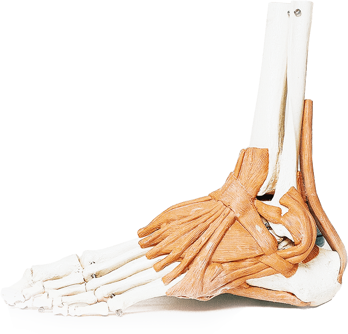 Rehavitae TERAPIA MANUALNA I OSTEOPATIA TERAPIA MANUALNA I OSTEOPATIA